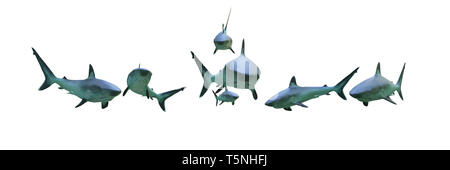 group of silvertip sharks isolated on white background , 3d illustration banner Stock Photo