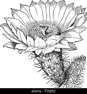 Cactus is flowering plants. The cactus capable of blooming when it is mature. Some cactus don't bloom until they are more than 30 years old, vintage l Stock Vector