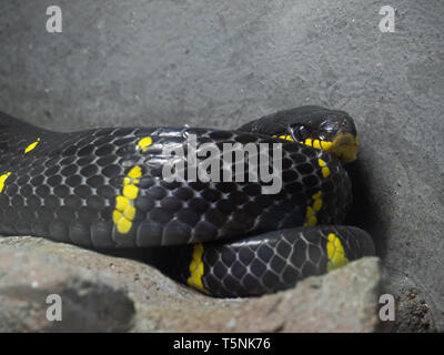 Closeup Mangrove Snake or Gold-Ringed Cat Snake Coiled on The Ground, Selective Focus Stock Photo