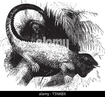 Common iguana is the green iguana also known as the American iguana and is a large arboreal, vintage line drawing or engraving illustration. Stock Vector
