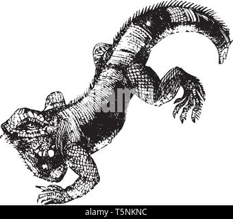 Iguana is a genus of herbivorous lizards that are native to tropical areas of Mexico, vintage line drawing or engraving illustration. Stock Vector