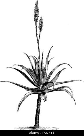 This picture is showing an Aloe Vera flower plant. The stem is long and thick rounded. The leaves are thorny. Flower growing upside of pant, vintage l Stock Vector