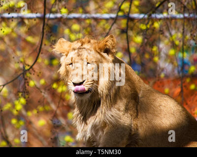 young male lion lies in the sun of spring and enjoy it Stock Photo