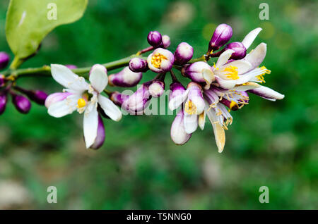 Orange blossom on a tree in spring - Citrus aurantium Stock Photo