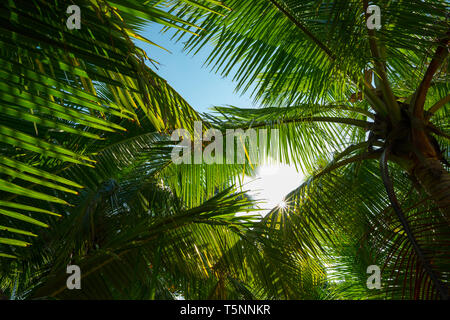 Jungle palm trees leafs with sun shining through Stock Photo