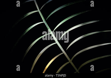Close-up of palm leaves in forest setting with sunlight striking leaves in morning light. Stock Photo