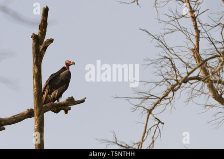 Red-headed Vulture or Sarcogyps calvus or Asian King Vulture at Jim Corbett National Park Uttarakhand Nainital India Stock Photo