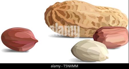Peanuts in realistic style, organic snack close up vector illustration Stock Vector