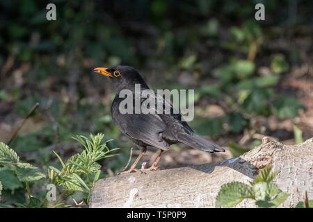 Male blackbird teeing an eye out for his fledglings Stock Photo