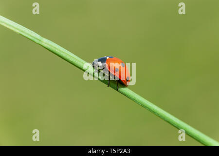 close up of ladybug sitting on blade of grass Stock Photo
