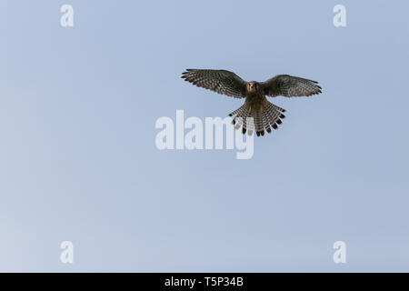 Kestrel hovering searching for food Stock Photo