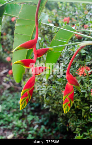 Heliconia rostrata also knows as hanging lobster claw Stock Photo