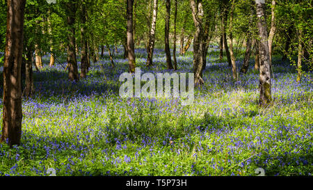 English woodland scene in spring sunshine with fresh new leaves and indigenous bluebells carpeting the floor. Stock Photo