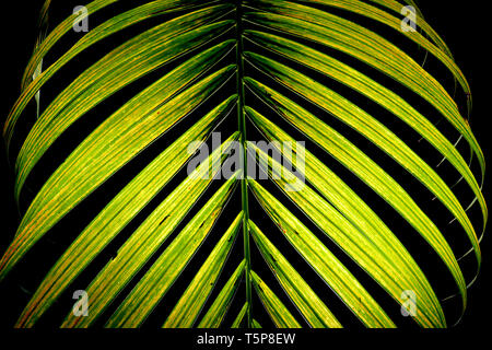 The beautiful, dark green veins of a palm leaf on a black backdrop. Stock Photo