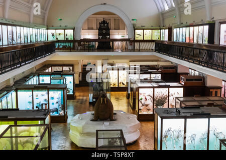 England, London, Forest Hill, Horniman Museum, Interior View Stock Photo