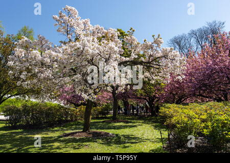 Cherry blossoms at Brooklyn Botanic Garden in Brooklyn, New York on April 24, 2019. Stock Photo