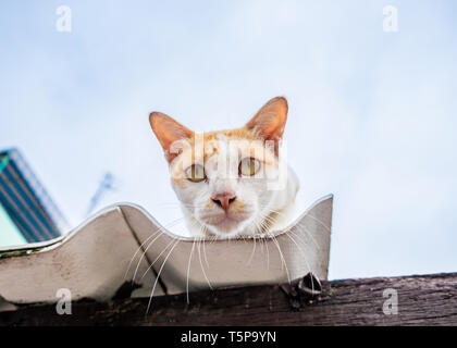 Cat orange yellow white gaze the intention on roof house Stock Photo