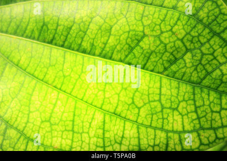 The stunning green leaf with its intricate vein network Stock Photo - Alamy