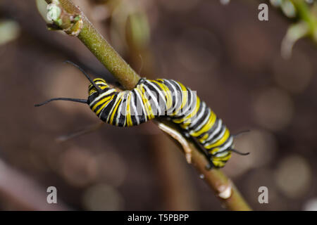 Monarch caterpillar (Danaus plexippus), in a brown branch Stock Photo