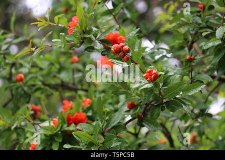 South of France, Occitania - Pomegranate tree in blossom - After the rain Stock Photo