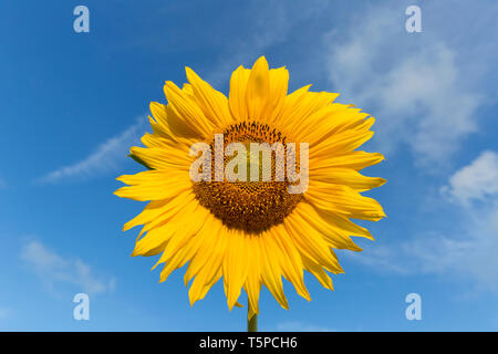 Flower head / inflorescence of common sunflower (Helianthus annuus) grown as a crop for its edible oil and edible fruits Stock Photo