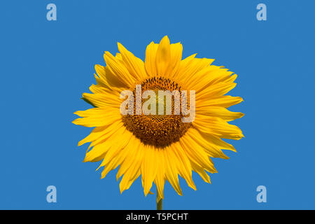 Flower head / inflorescence of common sunflower (Helianthus annuus) grown as a crop for its edible oil and edible fruits against blue sky Stock Photo