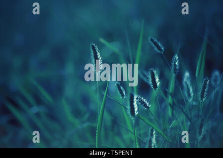 Close up of grass blades in backlit at sunset, photo in a blue tone that resembles the moonlight Stock Photo