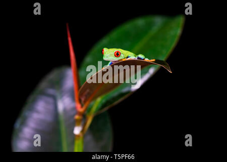 Red-eyed tree frog (Agalychnis callidryas) sitting on a leaf - closeup with selective focus. Black background Stock Photo