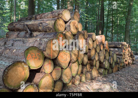 lumberyard in deciduous forest Stock Photo