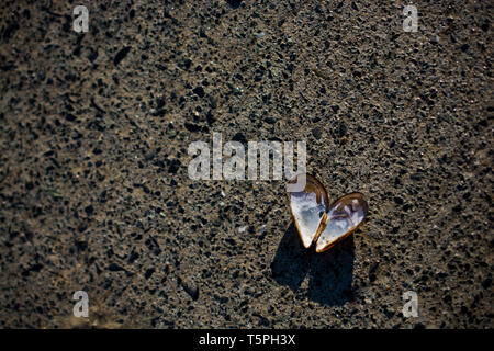 Heart shaped seashell found on concrete background Stock Photo