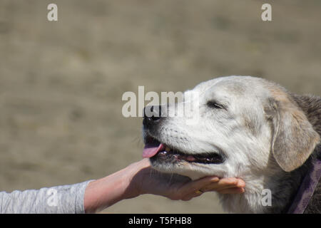 Close-up of a happy dog with a white face resting its head in the hand of a person who is lovingly stroking its chin with a background blur of a beach Stock Photo