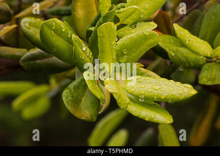 Allspice ( Pimenta dioica) tree with droplets Stock Photo