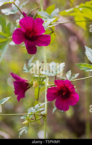 Roselle (Hibiscus Sabdariffa) plant in flower Stock Photo