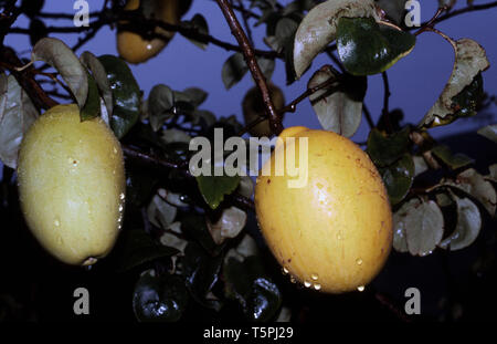 RAINDROPS ON QUINCE (CYDONIA OBLONGA SYN. CYDONIA VULGARIS) Stock Photo