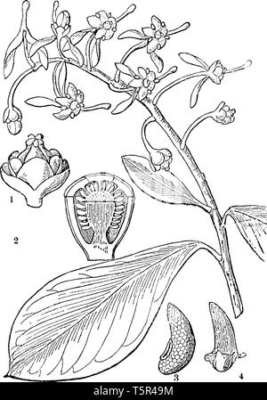 A picture, that's showing a Ruyschia plant parts. This picture is showing a section of the ovary, seed, and flower. The stem is thick and rounded, vin Stock Vector