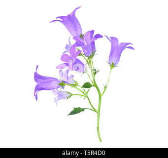 Twig with small violet bellflowers isolated on white background Stock Photo