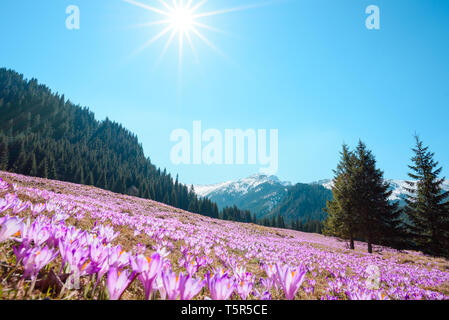 Wild crocuses blooming in the mountains Stock Photo