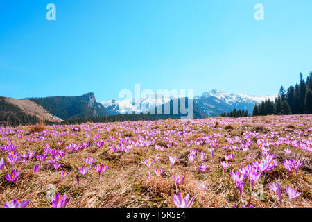 Wild crocuses blooming on the meadow in the mountains Stock Photo
