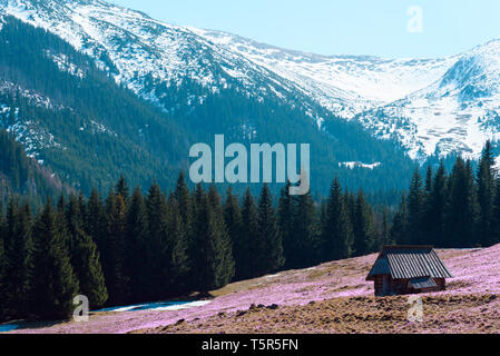 Cabin on the meadow with spring croses in the middle of mountain forest Stock Photo