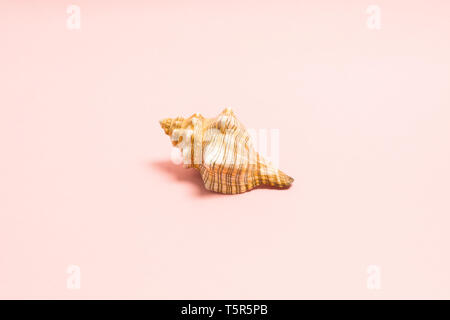 Summer concept with natural sea shell on pink background. Marine souvenir. Selective focus Stock Photo