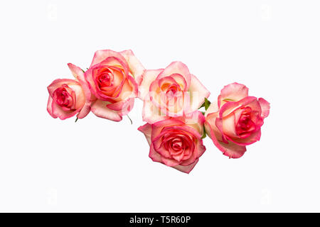 Five pink roses on a white background, beautiful fresh roses. Isolated items Stock Photo