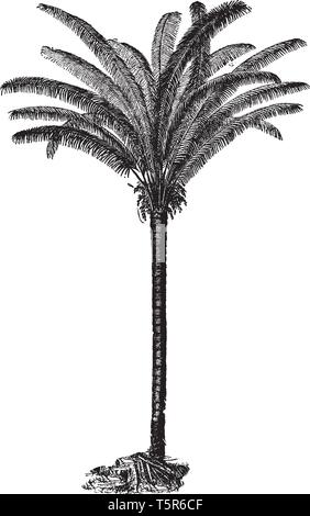 A picture of a Coquila palm which is mostly found in South America. Its fibrous make up is used in industry and it also produces Te Coquilla Nut, vint Stock Vector