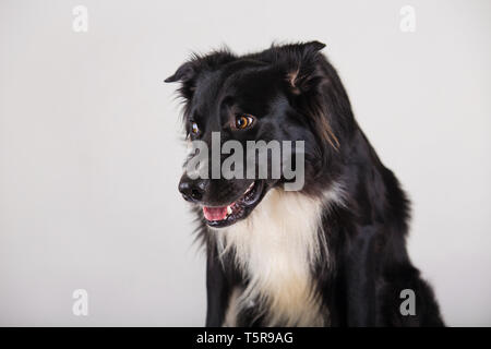 Sad and thoughtful purebred border collie dog head down. Cute friendly pet looking with smart eyes, indoors closeup portrait. Bored puppy upset on own Stock Photo