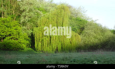 Eastwood Nature Reserve in Bristol UK. Taken in Bristol on a Spring Morning in 2019 Stock Photo