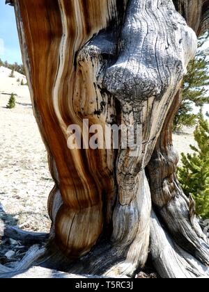 Woody parts of an ancient Bristlecone Pine tree Stock Photo