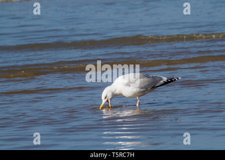 a seagull is standing in the water trying to gorge a starfish Stock Photo