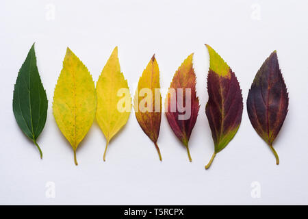 Gradient autumn leafs in a row from green through yellow to red and dark purple Stock Photo