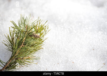pine branch with a cone in the snow, Branch of fir tree in snow isolated on the white background Stock Photo