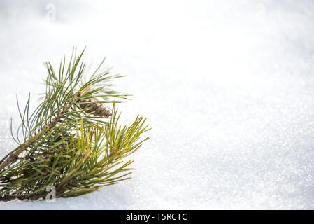 pine branch with a cone in the snow, Branch of fir tree in snow isolated on the white background Stock Photo