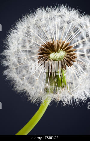Dandelion seed head Stock Photo